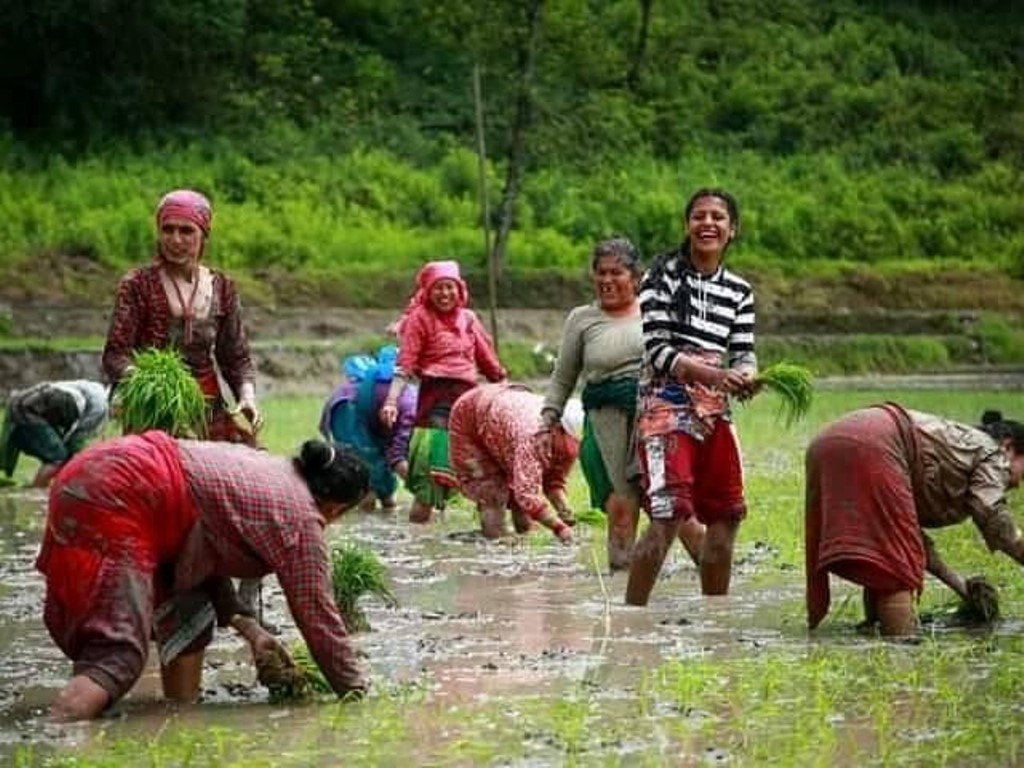 सुदूरपश्चिममा ५० प्रतिशत रोपाँई सम्पन्न 