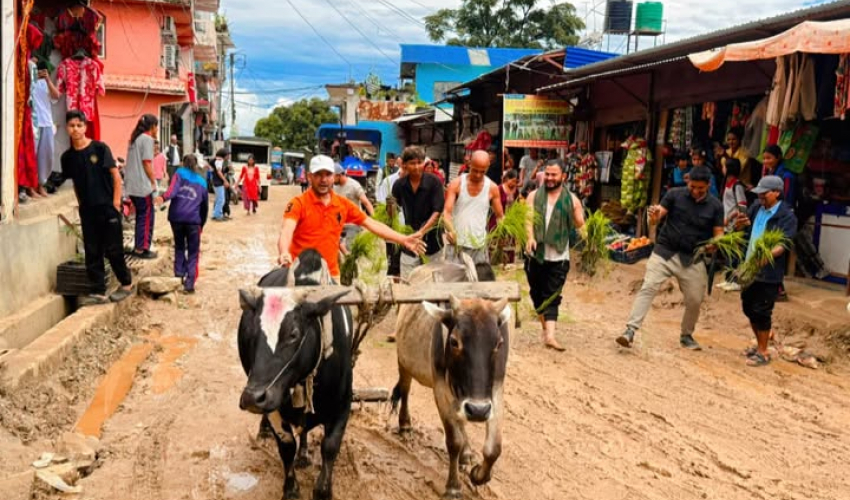 अछाममा सडकमै धान रोपियो 