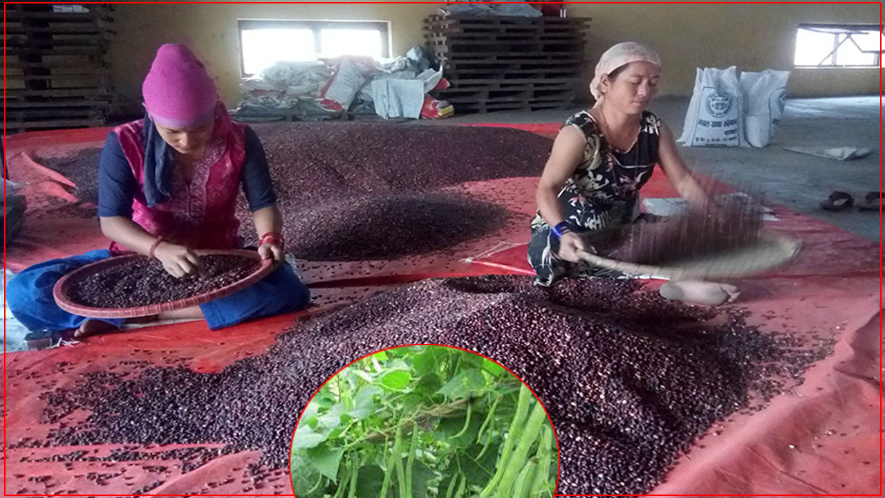 बाजुरामा फाट्टफुट्ट दिखिने सिमि अहिले लटरम्म