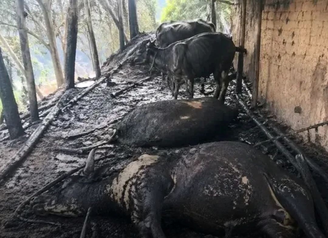 बैतडीको सिगासमा एक गोठमा आगलागी : दुई भैंसी मरे, दुई भैंसी जलेर घाइते 