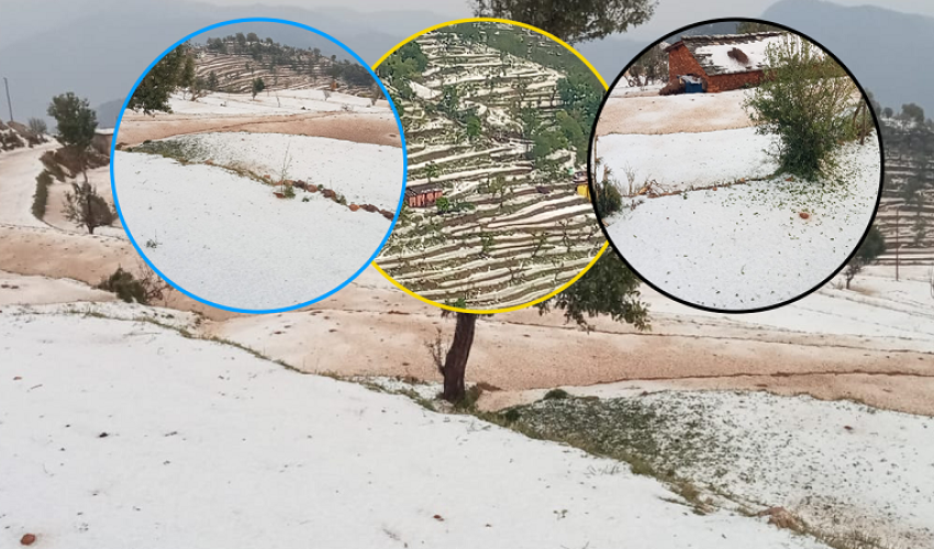 असिनापानीले बैतडीमा तरकारी तथा अन्नबालीमा व्यापक क्षति