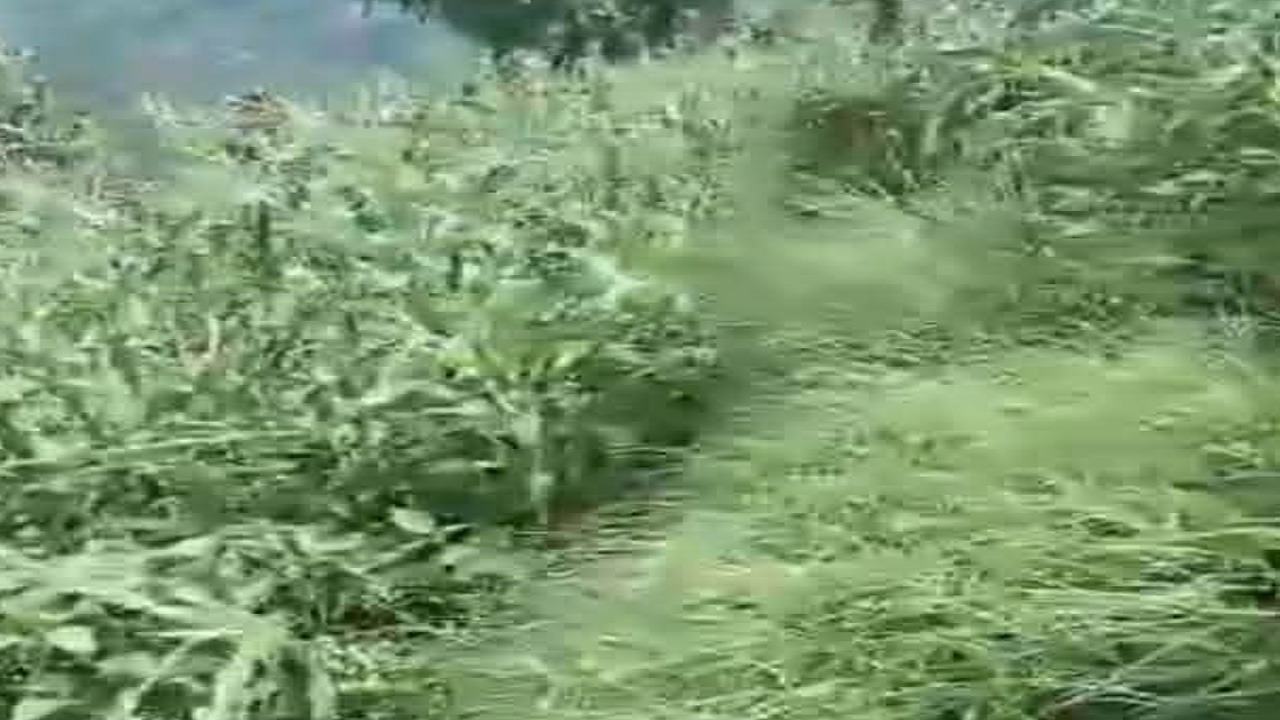 बैतडीमा अविरल वर्षाका कारण मकैबालीमा क्षति