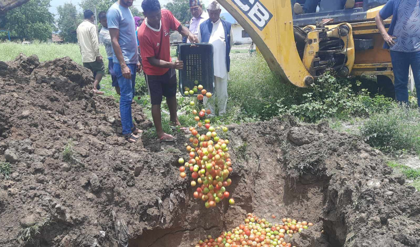 बैतडीबाट विक्रीका लगिएका गोलभेडा अत्तरियामा नष्ट 