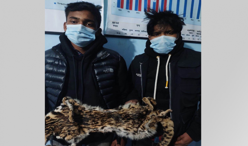 कैलालीमा बाघको छालासहित अछामका दुई जना पक्राउ