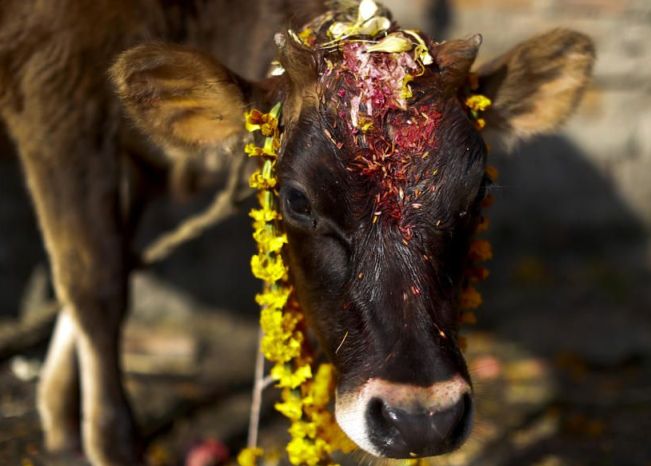 तिहारको तेश्रो दिन : गाई तिहार मनाइँदै 