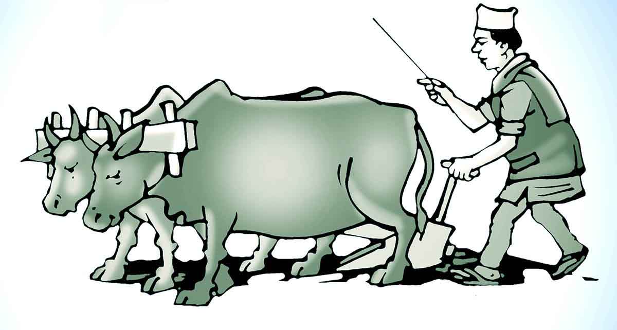 हल गोरु पाल्ने किसानलाई प्रोत्साहन : बैतडीका चार पालिकाका २ सय किसान लाभान्वित हुने 