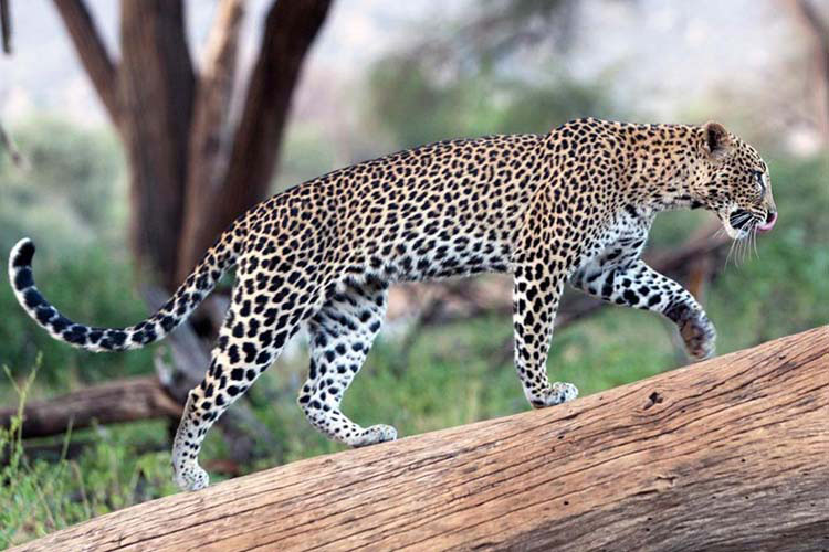 बैतडीमा चितुवाको आक्रमणबाट एक जना घाइते 