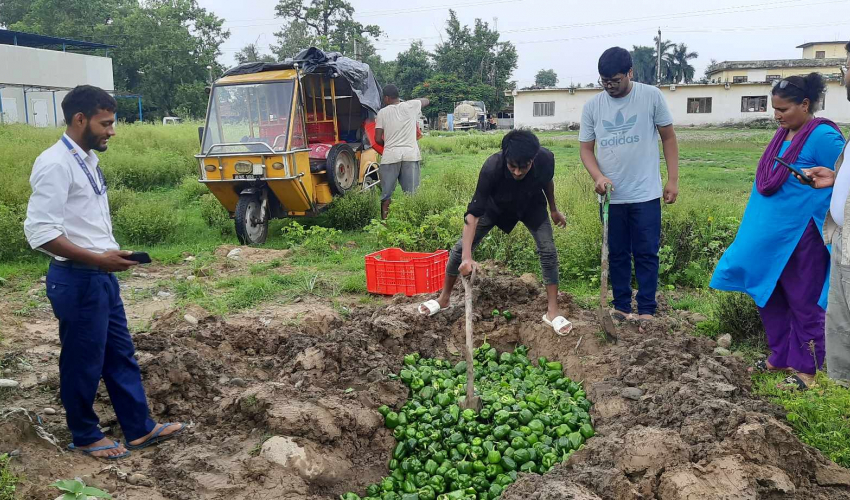विक्रिका लागि राखिएको सिम्लामा बिषादी भेटिएपछि नष्ट